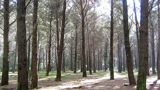 Foresta demaniale a Palermo